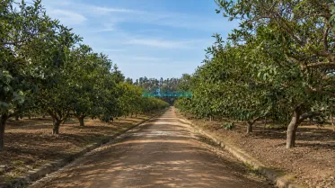 Terrenos Agricolas - CHANCAY