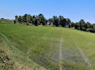Terrenos Agricolas - CHICLAYO