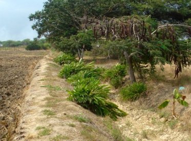 Terrenos Agricolas - TUMBES