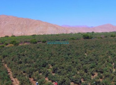 Terrenos Agricolas - MORO