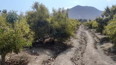 Terrenos Agricolas - MORO