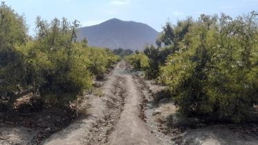 Terrenos Agricolas - MORO